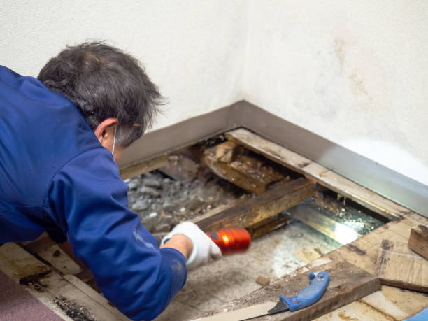 Best Mold Remediation for Specific Building Types in Forest Park, OH