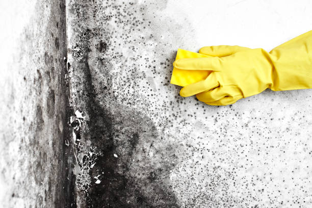 Best Emergency Mold Remediation in Forest Park, OH