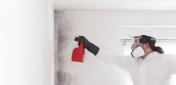 Best Post-Flood Mold Remediation in Forest Park, OH